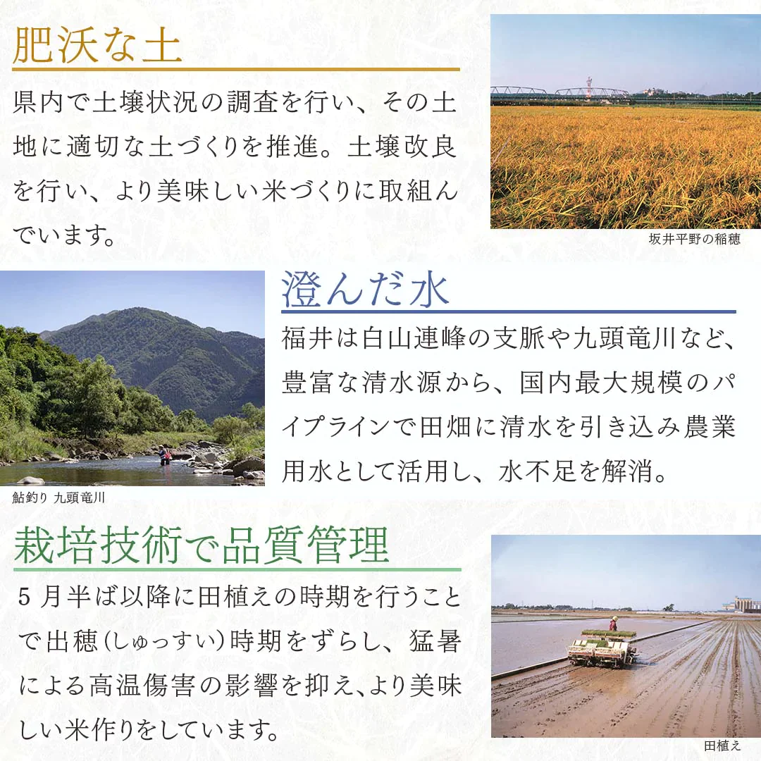 無洗米 米 福井県産 こしひかり 5kg 令和5年産 新米 お米 白米 おくさま印 国産 食品 ギフト 引っ越し 挨拶 出産 内祝い 母の日 父の日 お中元 お歳暮 結婚 快気 還暦 香典返し 寒中 暑中見舞い お年賀 送料無料