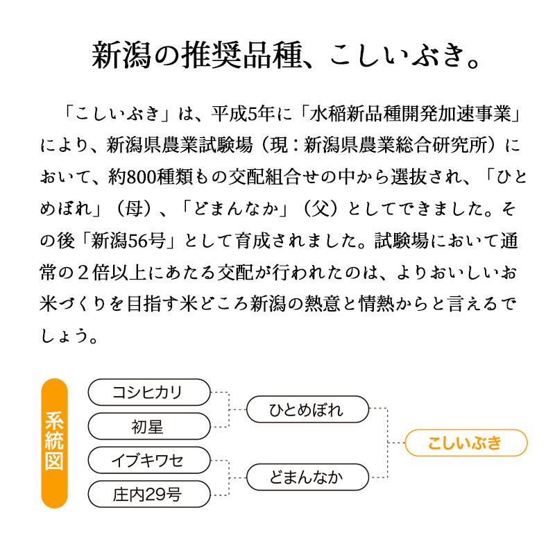 とれたて新米 8kg 新潟県産こしいぶき お米 令和４年産（本州：送料無料