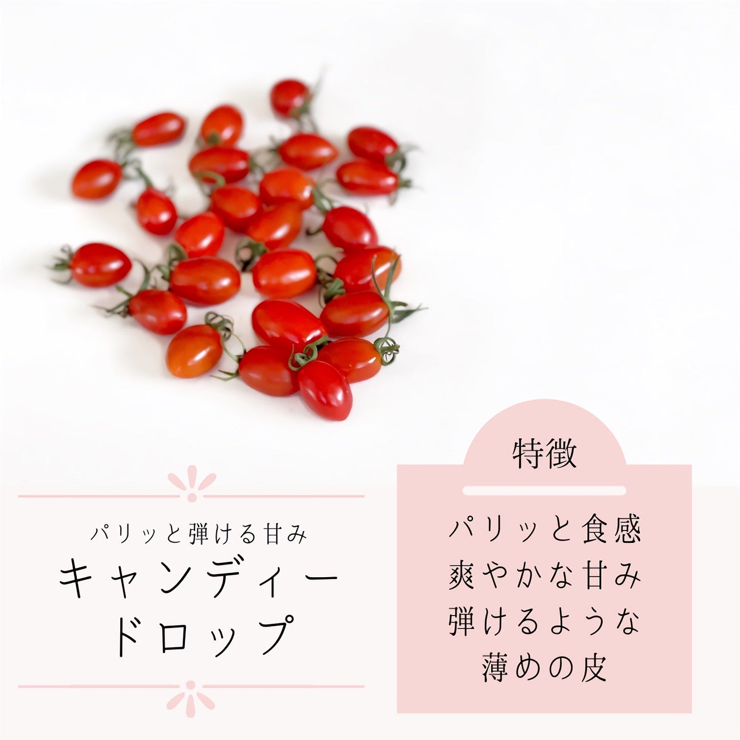 【冷蔵便】青森県産ミニトマト 約1kg キャンディードロップ 高糖度 2022年産 期間限定 産地直送 野菜 夏野菜 健康 甘い