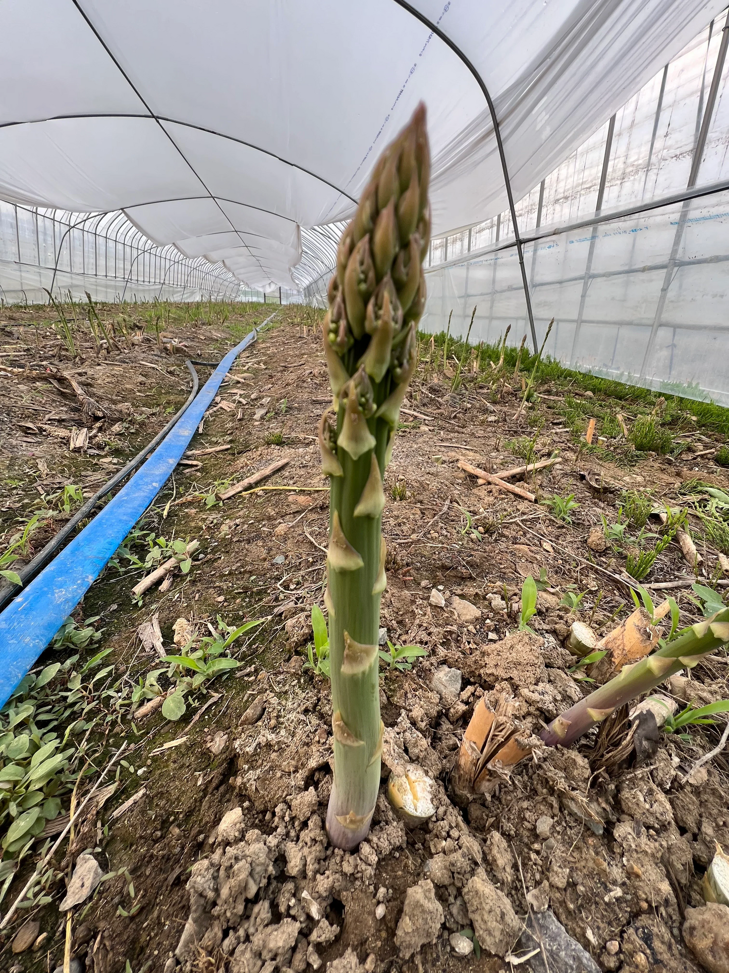 【訳あり】【北海道富良野産】アスパラガスの端材 規格外品　1kg 野菜【エコ得リリースSALE】【特産品・ご当地特集】