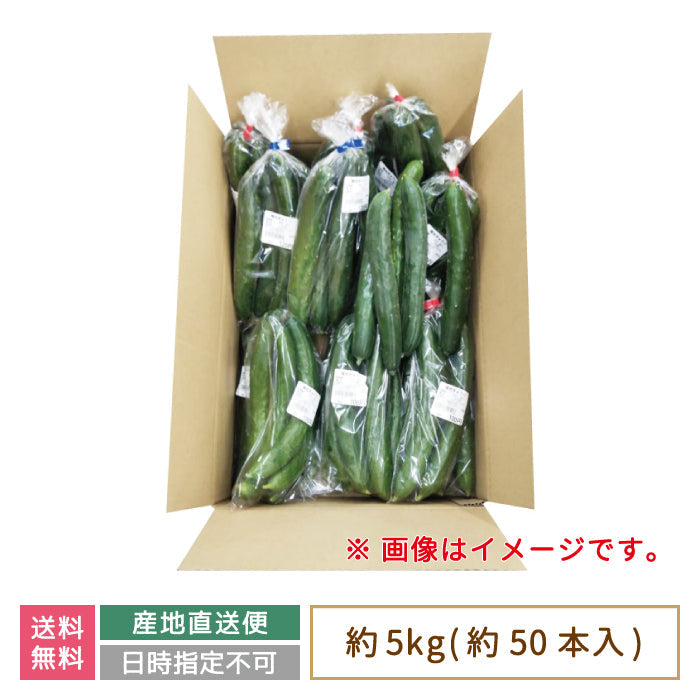 お得用 きゅうり 約5kg (約50本入り) * (クール便)