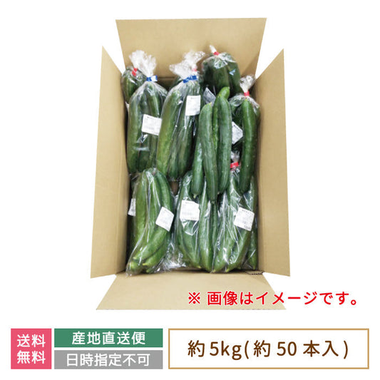 お得用 きゅうり 約5kg (約50本入り) * (クール便)