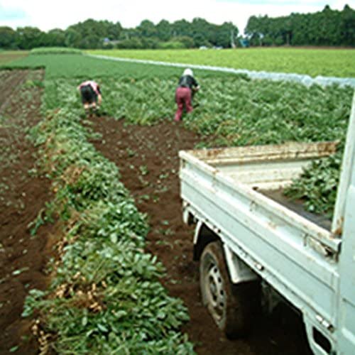 未調理なま落花生(ナカテユタカ)三等500g 千葉県八街産落花生