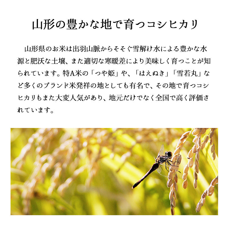 米 10kg 山形産コシヒカリ 令和3年産 お米 白米 10キロ（本州：送料無料）