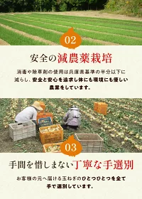今井ファーム　 淡路島 新玉ねぎ かくし玉　５K  ＃かくし玉訳あり5Ｋ＃