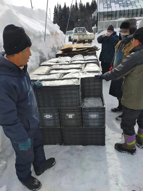 【数量限定送料無料】雪室りんご 雪中りんご 訳あり 青森りんご サンふじ 甘味が強い品種2.5kg（約12個～個体差により変動あり）　【6125】