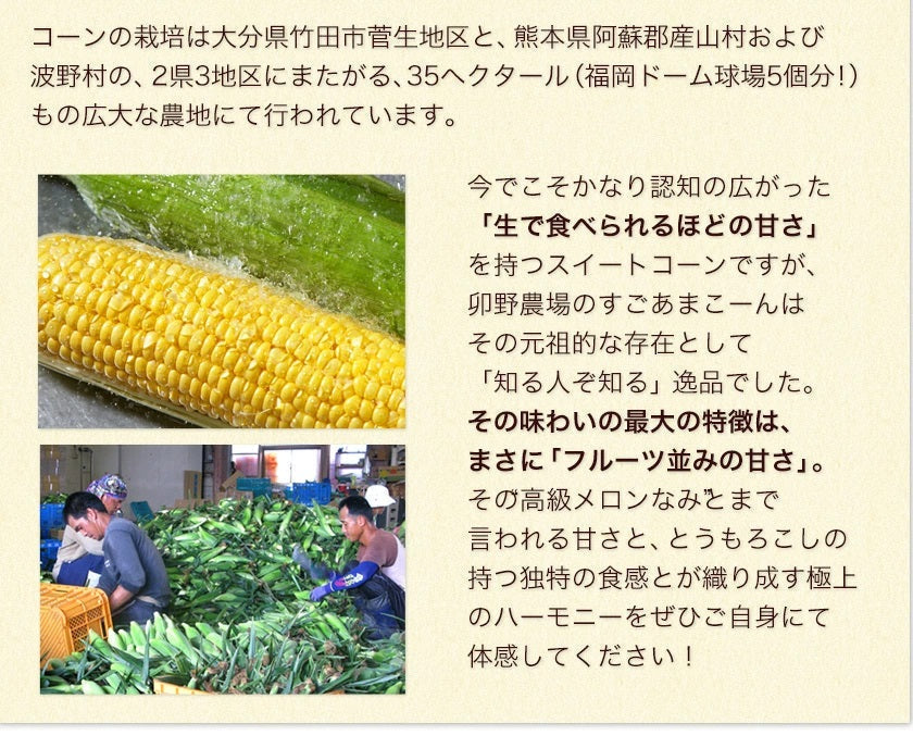 【100人シェア買い企画】とうもろこし 卯野農場 すごあまこーん 6本入り【3L~Lサイズ / 約1.8kg-2.4kg前後】コーン トウモロコシ 朝採り スイートコーン