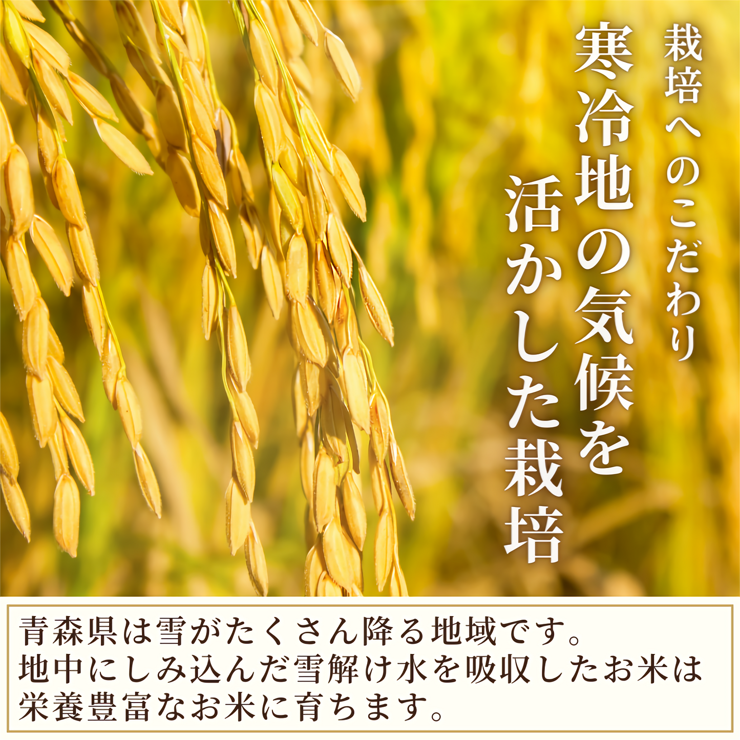 【送料無料】あきたこまち 精米 10kg（5kg袋×2） 令和4年産 青森県産 単一原料米 産地直送 国産 健康 米 お米 白米 ご飯 新米