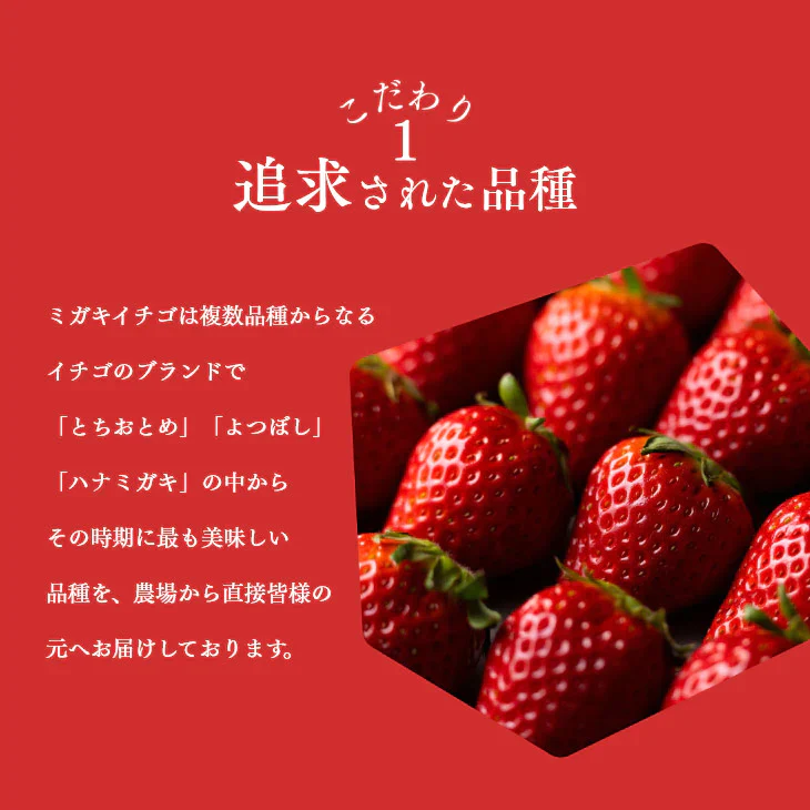 母の日ギフト 贈り物 いちご ミガキイチゴ 宮城県産 レギュラーパック 2パック(約260g×2) 粒数おまかせ 送料無料