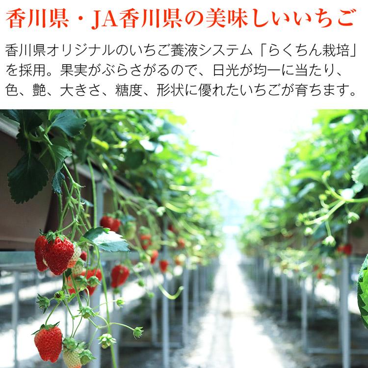 【※使わない方】さぬきひめ いちご 2パック 合計約520g 香川県産