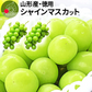 【9月下旬発送】 シャインマスカット 産地直送 2〜3房入り（約1kg前後） 山形県産 お徳用 大粒 訳ありぶどう 山形県から産地直送 種無し 大粒 送料無料 果物