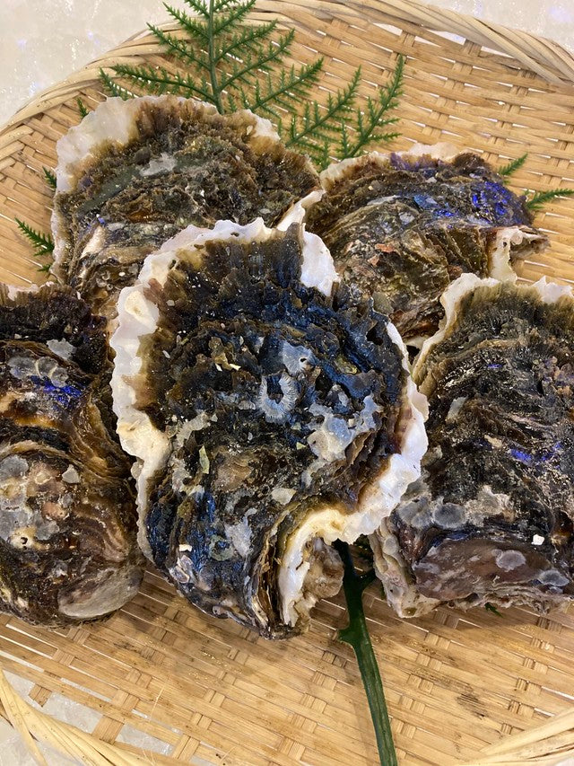 養殖岩牡蠣（5個入1kg）