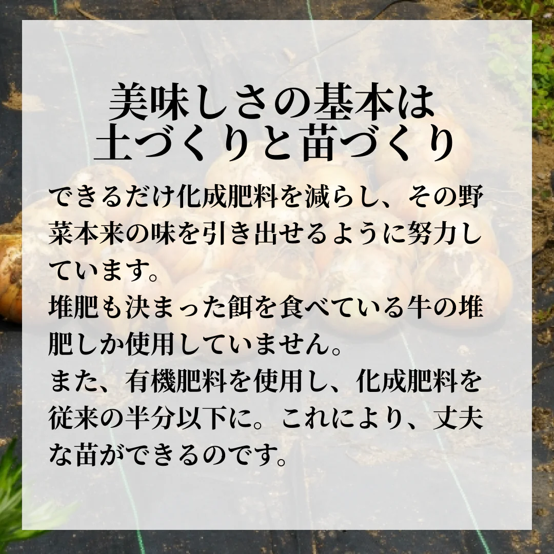 [8-10個]訳あり玉ねぎ4kg🧅シャーロットオニオン🧅淡路島極熟玉葱🧅送料無料 たまねぎ タマネギ【ゲリラセール】