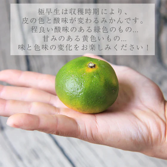 【f極男 03】極早生 男前みかん 3kg（多少の枝傷・葉傷・黒点等有り）（厳選農園・家庭用・2S～2Lサイズ込み）【愛媛県産】【送料無料】みかん 吉田みかん 極早生