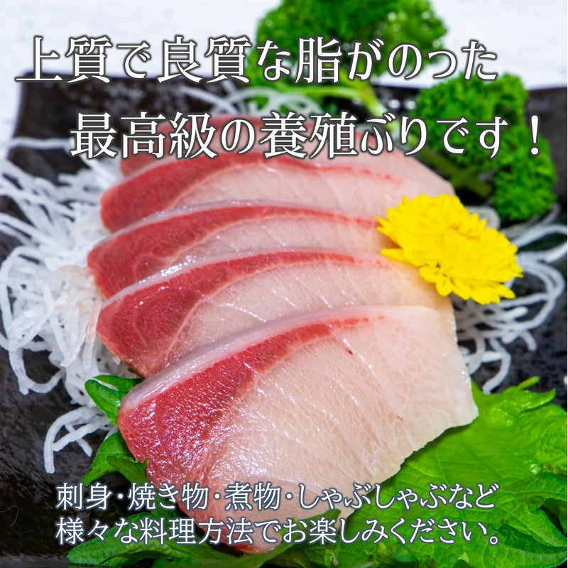 鹿児島産ぶり・冷凍 1尾セット（1/4身ｘ4本・ぶりカマ2個入りｘ1パック）
