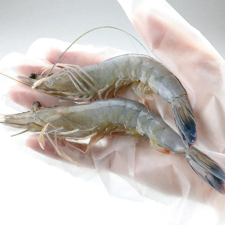 天使の海老 1kg 40~50尾入 送料無料 海老 えび エビ 生食用 刺身 冷凍便 お取り寄せグルメ 食品 ギフト 海鮮