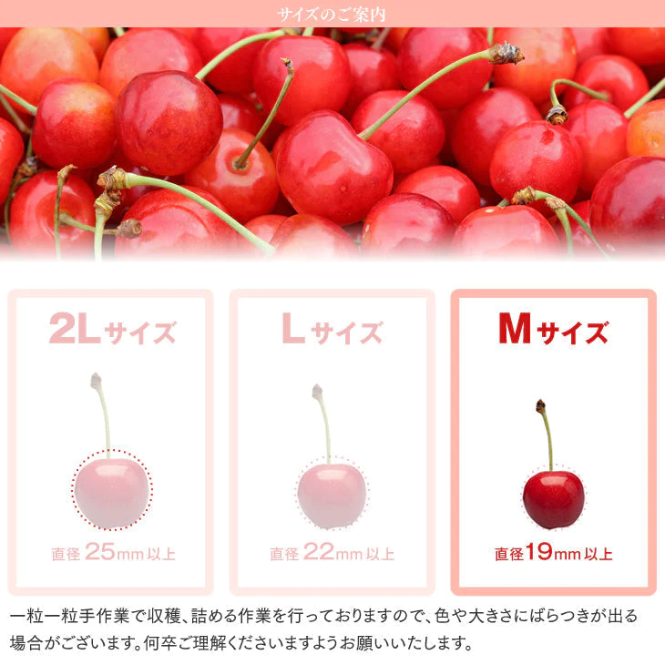 【超得ハイパーSALE】【予約商品】さくらんぼ 佐藤錦 ご家庭用 約1kg バラ詰め 【6月下旬〜7月上旬の発送】