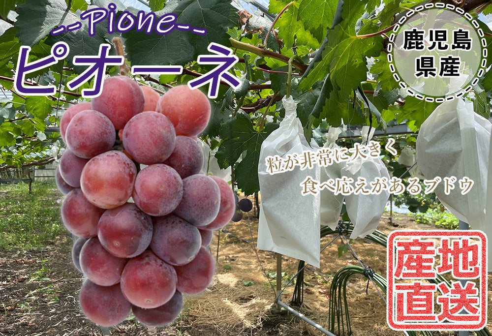 【予約販売 7月27日より順次出荷】ピオーネ 1kg 送料無料 1-2房前後 ぶどう ブドウ 葡萄 フルーツ くだもの 果物 産地直送 鹿児島県産 ngs-002