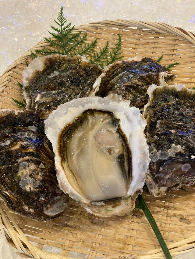 養殖岩牡蠣（5個入1kg）