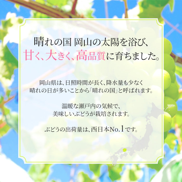 【9月上旬順次発送】送料無料 岡山産 シャインマスカット 晴王 優品2房 800-900g ぶどう【エコ得】