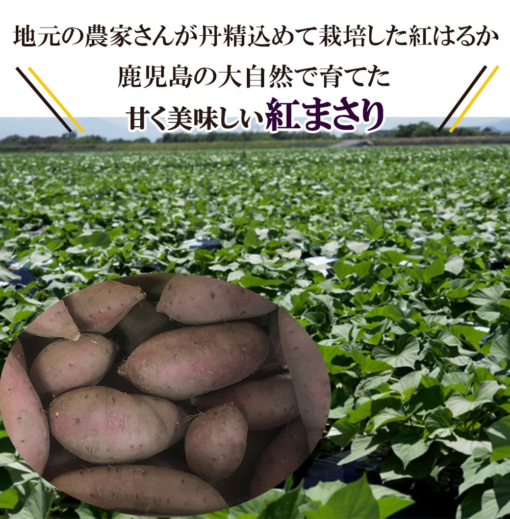 紅まさり さつまいも 5kg 送料無料 産地直送 産直 土付き さつま芋 薩摩芋 焼きいも 焼き芋 石焼き芋 芋 いも イモ 鹿児島県産 ngs-005