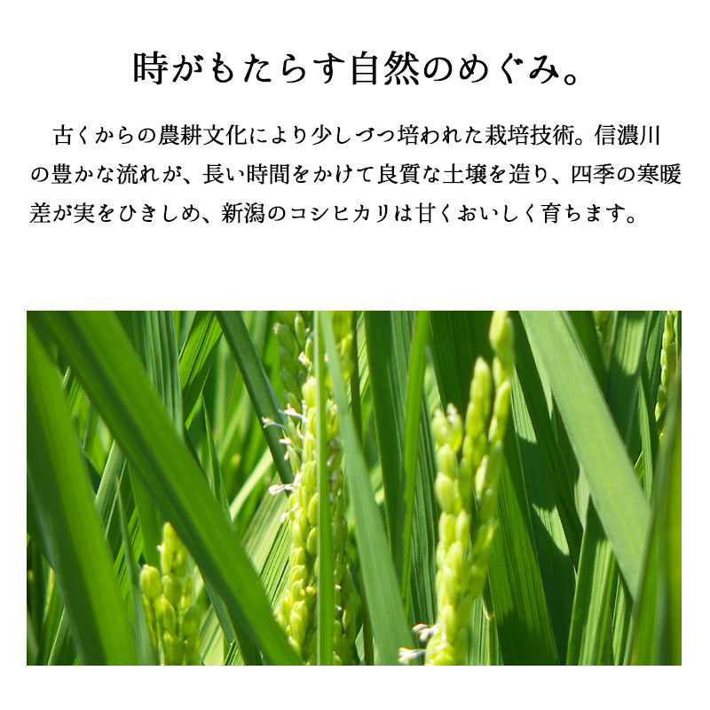 とれたて新米 8kg 新潟産コシヒカリ お米 令和4年産（本州：送料無料）