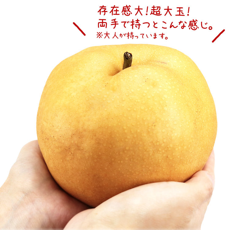 【20人シェア買いでお得】【10月中旬～11月上旬発送】新高梨 超大玉 5?9玉 新潟県産 5kg箱満杯詰め 梨の王様 和梨 にいたか なし 産地直送 産直 常温便 同梱不可 指定日不可