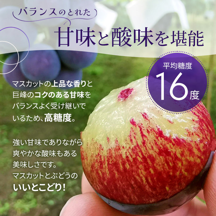 【9月上旬順次発送】送料無料 岡山産 ピオーネ 2キロ 訳あり 3-5房入 ぶどう プレゼント お祝い ギフト【エコ得】