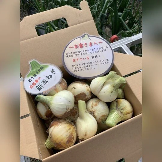訳あり新玉ねぎ3kg🧅シャーロットオニオン今が旬 淡路島極熟玉葱 送料無料 たまねぎ タマネギ【家計お助けSALE】