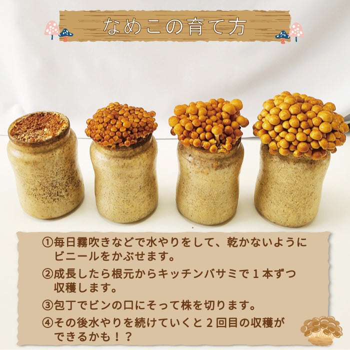 なめこ栽培キット×4　福島県産　家庭栽培・自由研究* (クール便)