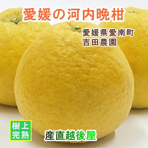 【フルーツ みかん 河内晩柑】愛媛県 愛南町 みかん果樹園 吉田農園樹上完熟栽培 吉田の河内晩柑 4kg不揃いＢ級品（傷や黒点があり）送料無料【ミカン 果実 ギフト ご自分用】