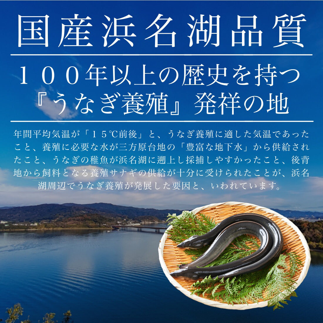 お中元ギフト 浜名湖 国産 うなぎ 蒲焼 無頭 特大サイズ 約190g×2尾【ギフト対応可】冷凍 鰻 浜名湖産 浜名湖うなぎ 国産うなぎ 蒲焼き うなぎ蒲焼 鰻蒲焼き 真空パック 3-4人前 中元 ギフト 夏ギフト 御中元 海鮮 土用の丑【C配送：冷凍】