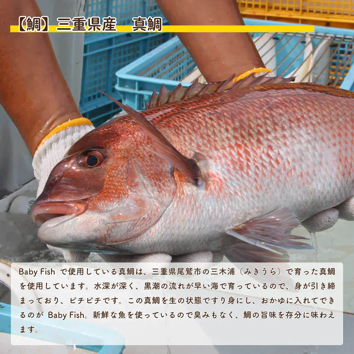 【離乳食中期（８ヶ月〜）】Baby Fish　鯛のおかゆミックス３パック