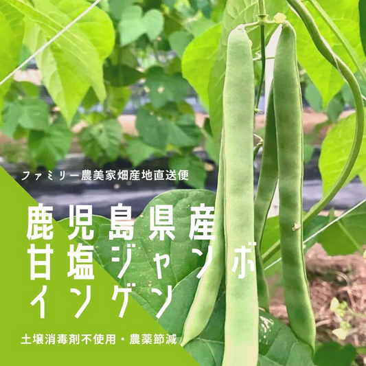 【農家直送！】鹿児島産 -甘塩ジャンボインゲン-（500g,40本前後）採れたて新鮮！ 送料無料 / 野菜 / いんげん / 豆 / ごま / 炒め物 / 煮物 / サラダ / 新鮮 / 農産物 / 無農薬 /【特産品・ご当地特集】
