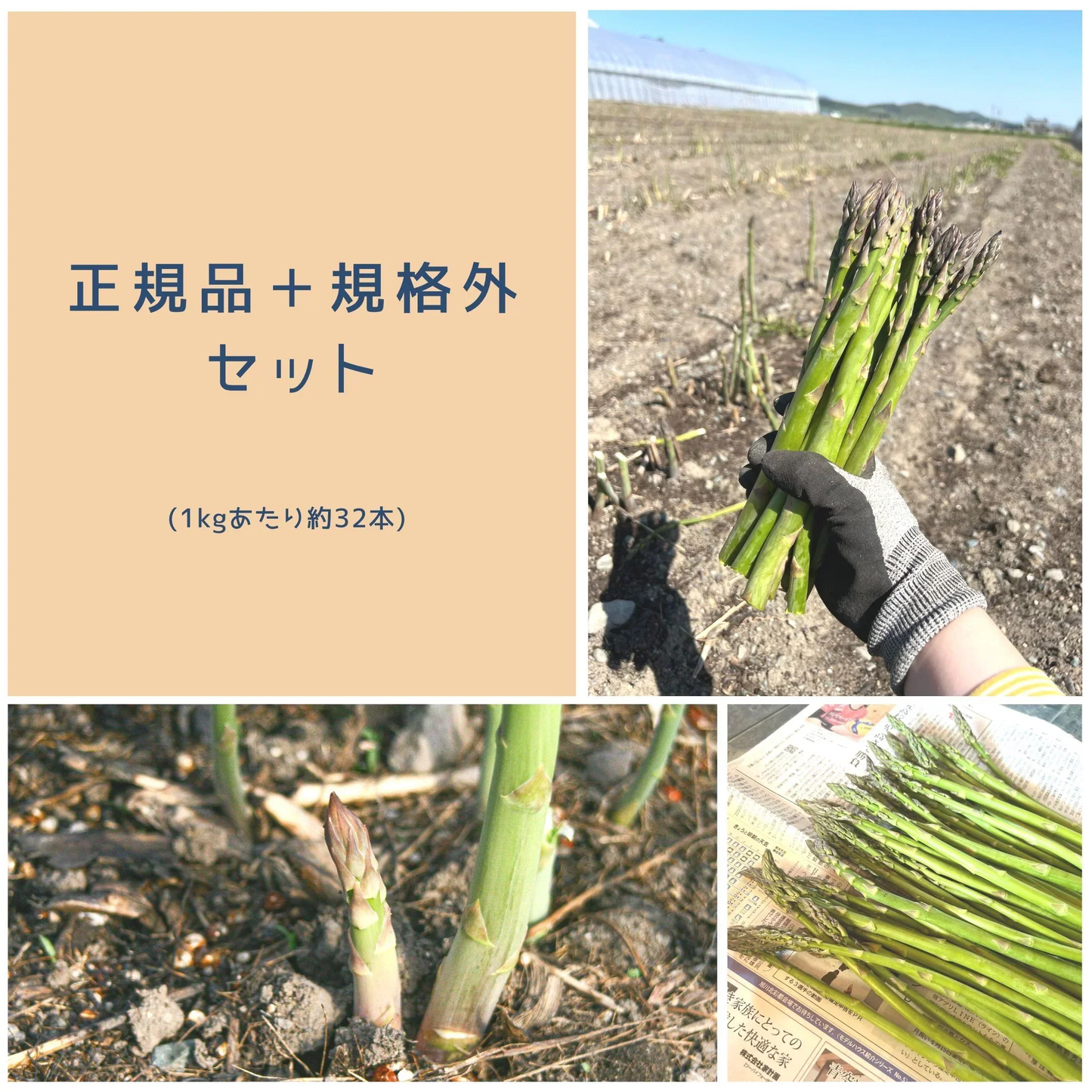 【正規品＋規格外】山本農園　富良野産グリーンアスパラ ハウス栽培 正規品1.6kg＋規格外400g= 2kg 野菜 / 産地直送 / おかず / 炒め物 / 訳あり / ワケあり / 北海道 / 【特産品・ご当地特集】