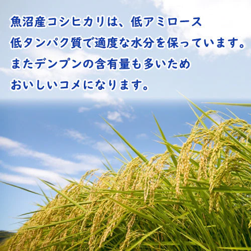 令和４年産 新潟県魚沼産コシヒカリ ５ｋｇ 1等米使用 出荷日前1週間以内の精米日の白米です