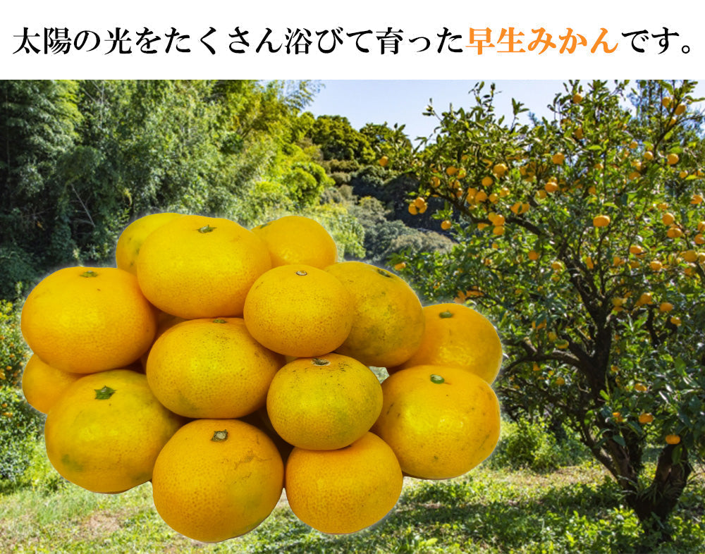 みかん 早生みかん 4kg ミカン 蜜柑 サイズミックス 果物 甘い 箱買い 産地直送 熊本みかん 熊本県産 ngs-007