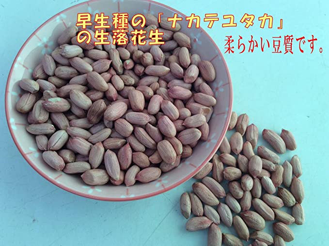 未調理なま落花生(ナカテユタカ)二等500g 千葉県八街産落花生