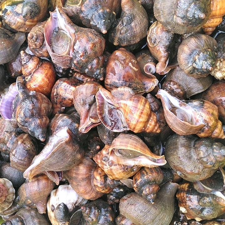 店長自ら漁獲！青ツブ貝 青つぶ貝 宮城県産 「ヒメエゾボラ ４kg」 送料無料 漁師直送品 生出荷 お刺身 甘煮 焼いたりと美味です。唾液腺を除去可能な方のみに販売です。