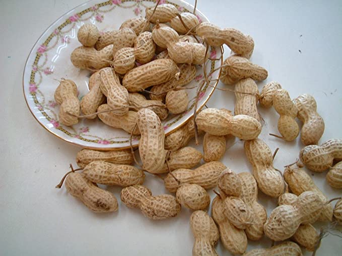未調理なまから付落花生(ナカテユタカ)500g×3個セット 千葉県産八街落花生