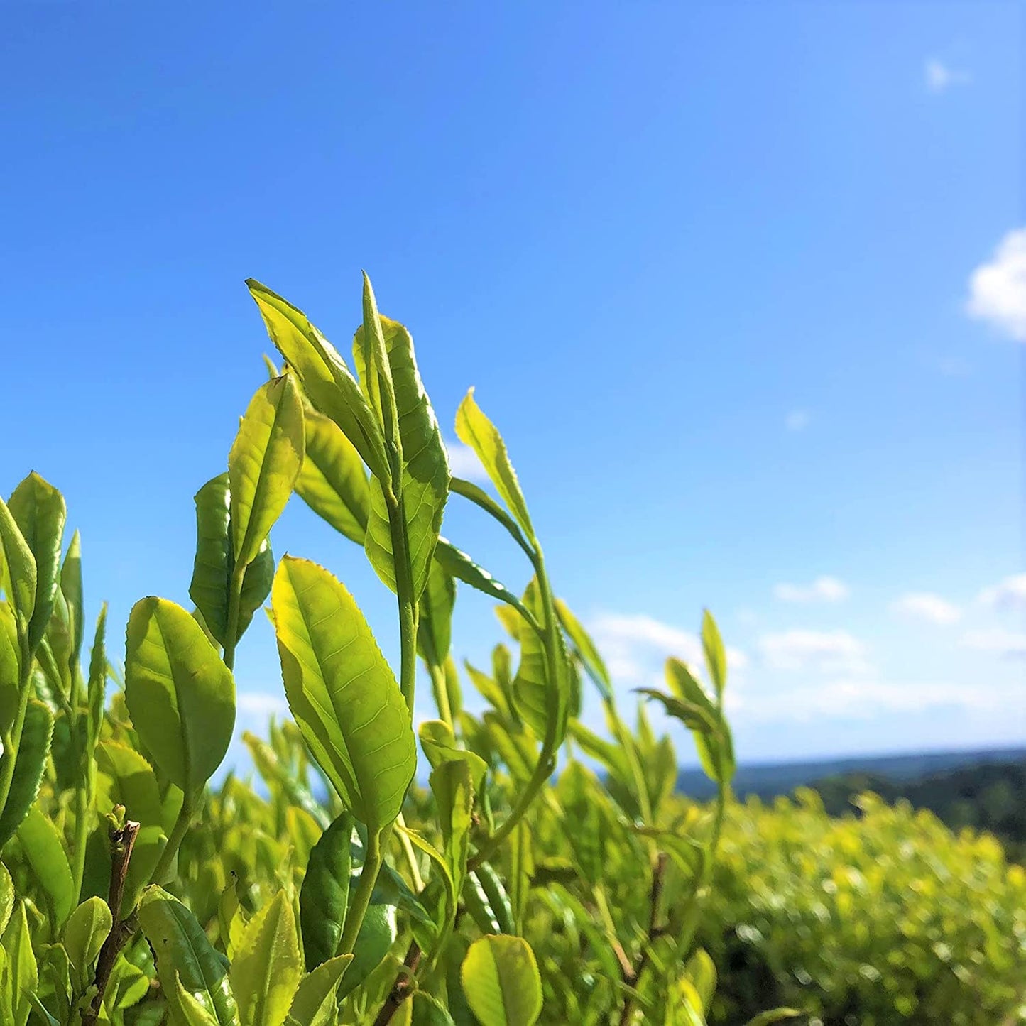 濃旨緑茶ティーバッグ 1袋5×️25個入×3袋 お茶 水出し 日本茶 緑茶 静岡 冷茶 ティーパック