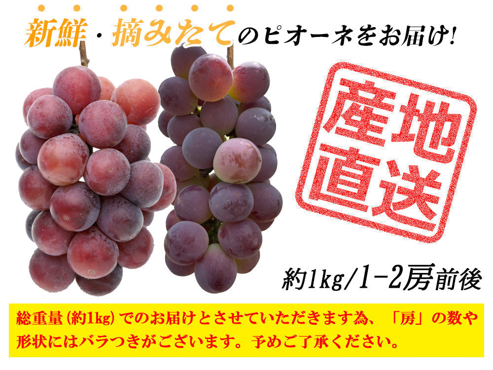 【予約販売 7月27日より順次出荷】ピオーネ 1kg 送料無料 1-2房前後 ぶどう ブドウ 葡萄 フルーツ くだもの 果物 産地直送 鹿児島県産 ngs-002