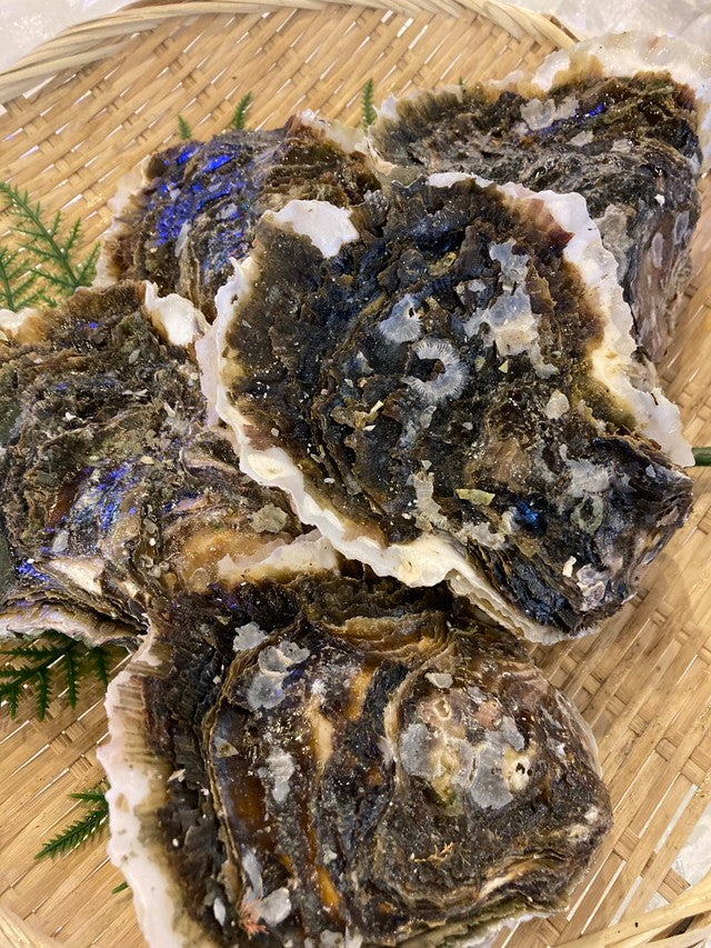 養殖岩牡蠣（5個入1kg）