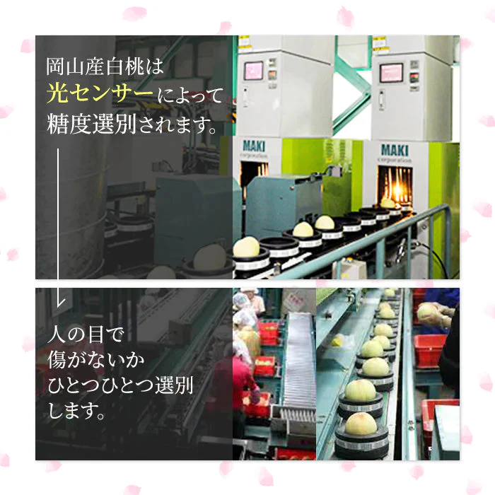 岡山産 白桃 訳あり 1.3キロ 5－8玉入り 家庭用【エコ得】【超シェア買い祭】