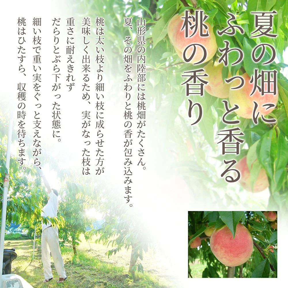 【8月上旬発送】 山形県産 白桃 3kg（約9～11玉前後） 秀品 産地直送の桃 あかつき お供え 川中島白桃 贈答用 ギフト 硬い桃 美晴 クール便発送・同梱不可 日時指定不可 送料無料 果物 フルーツ【エコ得SALE】