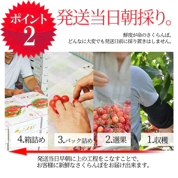 【6月下旬発送】 さくらんぼ 1kg お徳用 佐藤錦 or 紅秀峰 他 山形県産 バラ詰めお一人様2箱まで 家庭用 数量限定 産地直送 訳あり サイズ混合 送料無料 ※遠方へは別途送料がかかります 品種の指定はできません 果物 大特価
