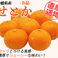 せとか 訳あり みかん 5kg ミカン 蜜柑 サイズミックス 柑橘 フルーツ 果物 くだもの ご家庭用 箱買い 産地直送 愛媛県産 YDF-020