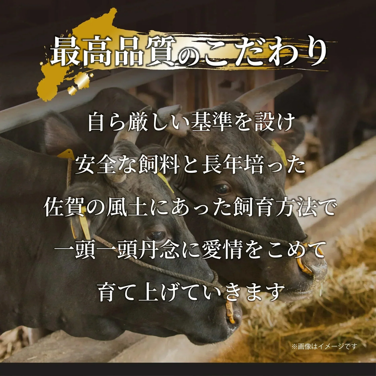 艶さし！佐賀牛肩ロースしゃぶしゃぶすき焼き用　500ｇ/A4～A5ランク保障！　黒毛和牛　佐賀牛 Ａ５　ギフト 送料無料 牛肉　贈答用 お中元 お歳暮　すきやき　焼肉　しゃぶしゃぶ お取り寄せ お取り寄せグルメ 父の日　母の日