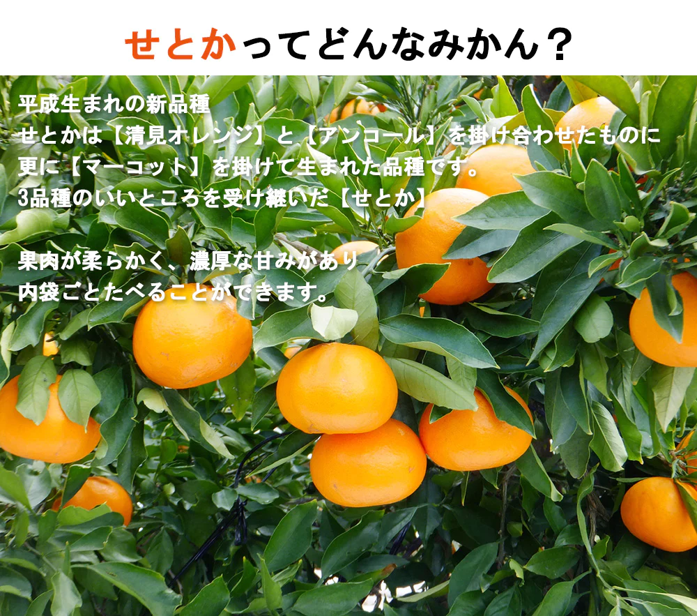 せとか みかん 5kg ミカン 蜜柑 サイズミックス 柑橘 フルーツ 果物 くだもの 箱買い 産地直送 愛媛県産 YDF-019