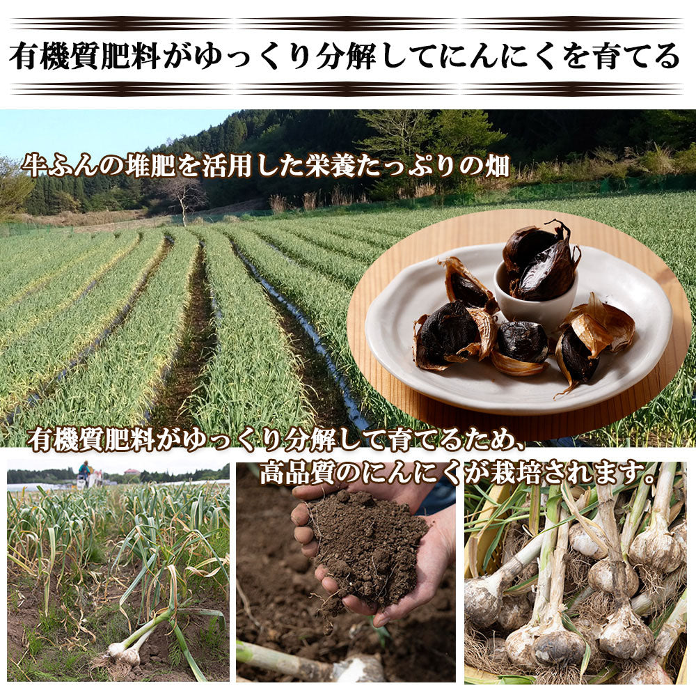 【最安値挑戦祭】黒にんにく 黒ニンニク 100g にんにく ニンニク ガーリック ギフト 産地直送 国産 大分県日田産